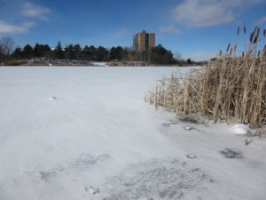 Mississauga Homes Daily