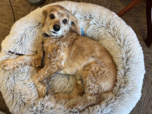 Mississauga House Price Report August 2025